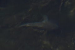 Neogobius melanostomus