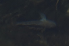 Neogobius melanostomus