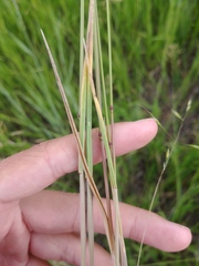 Bromus briziformis