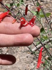 Penstemon barbatus torreyi