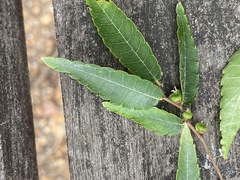 Ulmus parvifolia