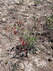 Penstemon barbatus torreyi