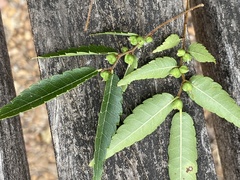 Ulmus parvifolia