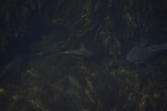 Neogobius melanostomus