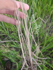 Bromus briziformis