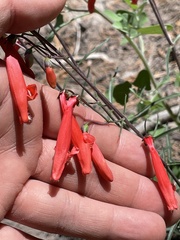Penstemon barbatus torreyi
