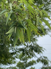 Ulmus parvifolia
