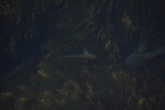 Neogobius melanostomus