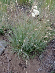 Danthonia unispicata