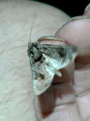 Ctenoplusia accentifera