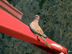 Streptopelia senegalensis