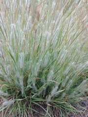 Danthonia unispicata