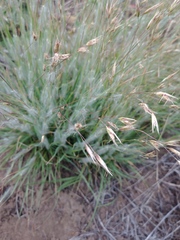 Danthonia unispicata