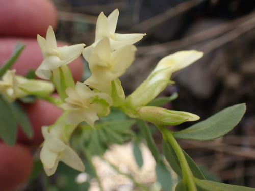 Image of Astragalus beckwithii by no rights reserved