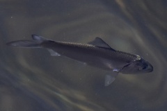 Alosa pseudoharengus