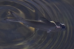 Alosa pseudoharengus