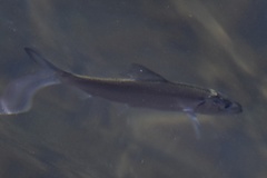 Alosa pseudoharengus