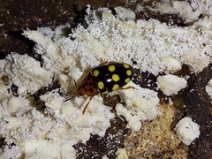 Mycotretus duodecemguttatus