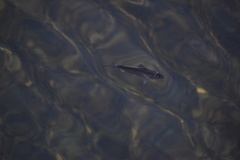 Alosa pseudoharengus