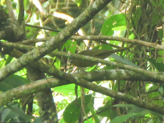 Sphenopsis frontalis