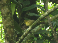 Sphenopsis frontalis