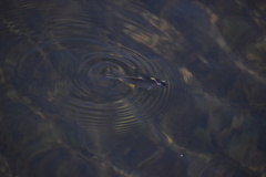 Alosa pseudoharengus