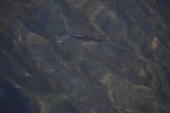 Alosa pseudoharengus