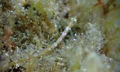 Halicampus edmondsoni