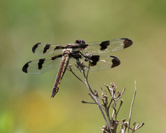 Libellula pulchella
