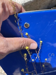 Descurainia californica