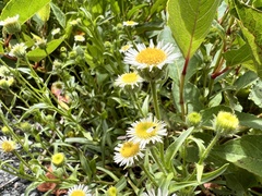 Erigeron morrisonensis fukuyamae