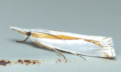 Crambus girardellus
