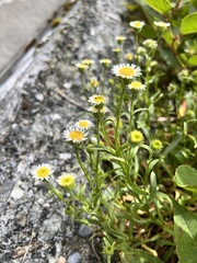 Erigeron morrisonensis fukuyamae