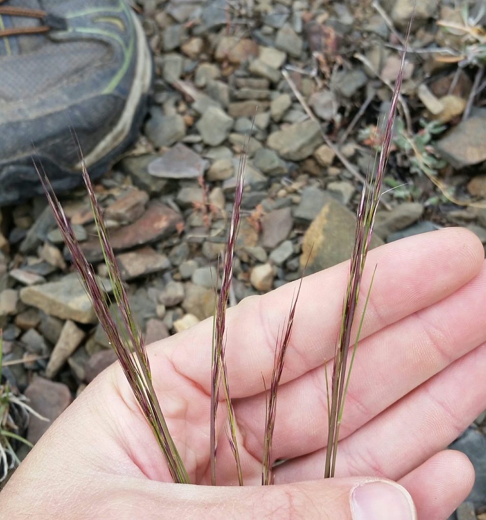 pinewoods needle grass