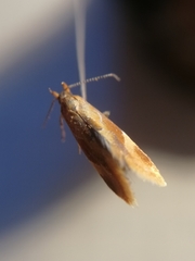 Epicallima formosella