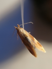 Epicallima formosella