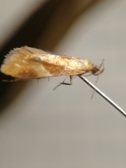 Epicallima formosella