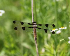 Libellula pulchella