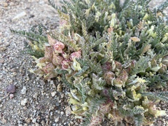 Astragalus lentiginosus semotus