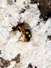 Mycotretus duodecemguttatus