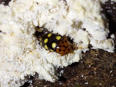 Mycotretus duodecemguttatus