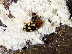 Mycotretus duodecemguttatus