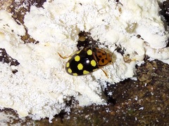 Mycotretus duodecemguttatus