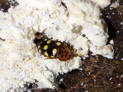 Mycotretus duodecemguttatus