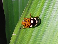 Mycotretus duodecemguttatus