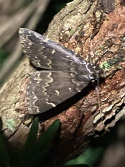 Idia scobialis