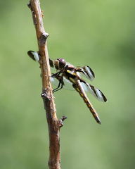 Libellula pulchella