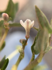Jarilla heterophylla