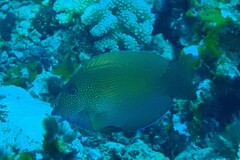 Ctenochaetus cyanocheilus