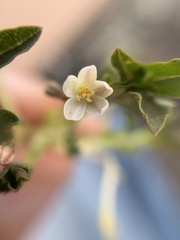 Jarilla heterophylla